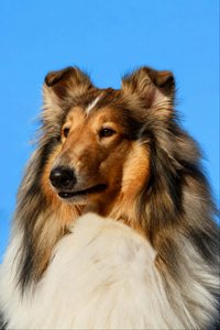 Hund som springer och leker på öppet fält
