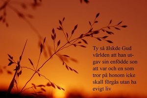 Bibeltext Johannes 3:16 över varm solnedgång i naturen
